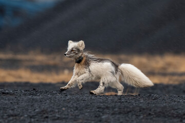 Fototapeta premium Renard polaire,
