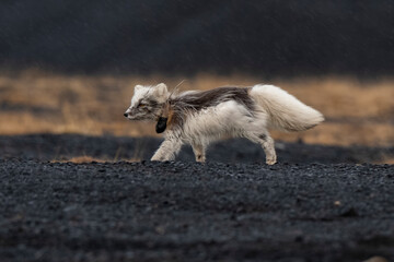 Fototapeta premium Renard polaire,