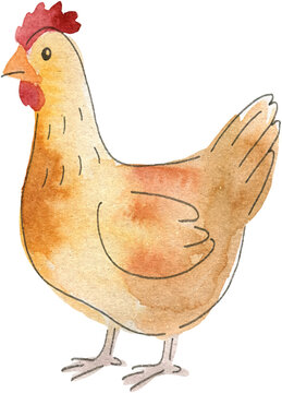 Watercolor Chicken Illustration Brown Hen Hand Painted Farm Animal Art for Organic Food and Agriculture Design Projects