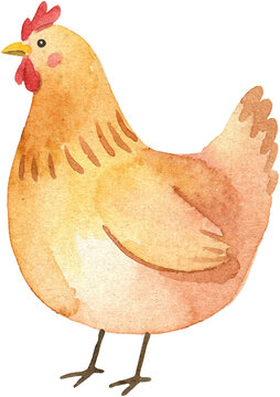 Watercolor Chicken Illustration Hand Painted Hen Farm Animal Art for Country Decor and Farmhouse Design