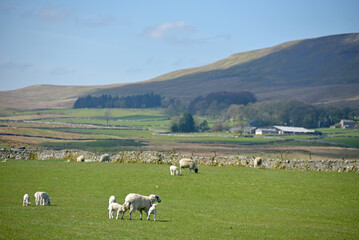 Obraz premium Scenery in Ribblesdale near Winterscale Beck in the Yorkshire Dales National Park