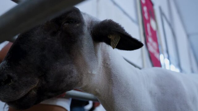 Close up of fresh shaved lamb skin