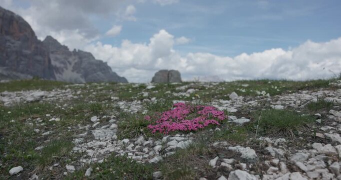 Moss Campion Cushion Plant Growing Across Rocky Ground. Small Pink Flowers In A Natural Alpine Habitat. Wide Shot