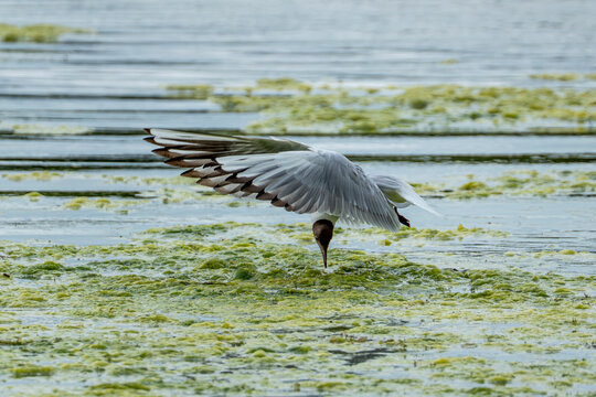 Photo mouette rieuse