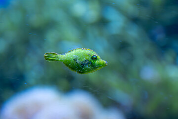 Fototapeta premium Macrophotographie d'un Poisson lime