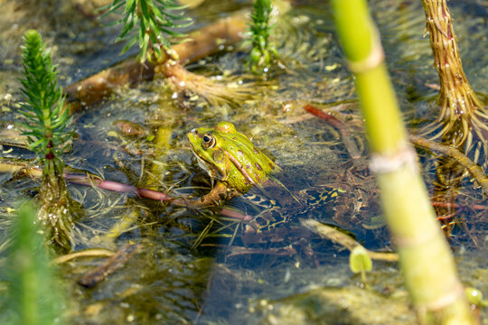 Photo d'une grenouille verte dans un mar&eacute;cage