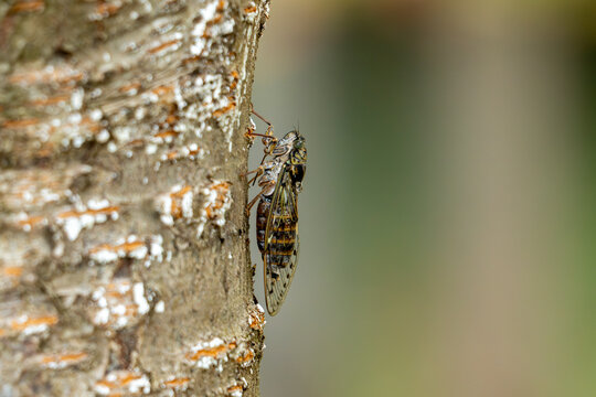 Photo d'une cigale sur un tronc d'arbre