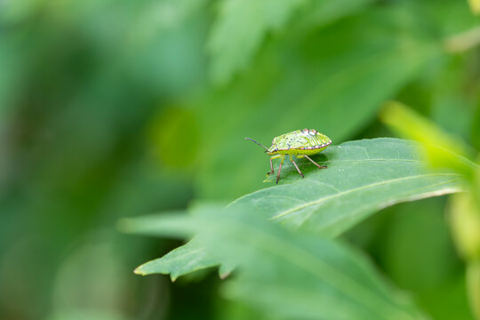 Macrophotographie d'une punaise sur une feuille