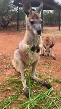 kangaroo eating green grass in wildlife sanctuary