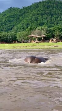 Elephant bathing and playing in river in nature