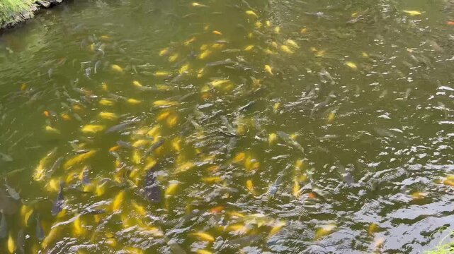 Fish swim in a pond in a park with many colors and patterns on a sunny day