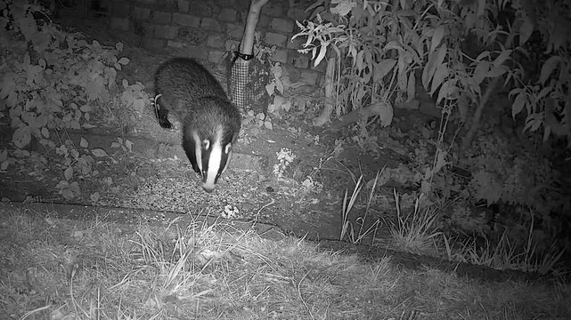 Wild European Badger Searching for Worms at Night