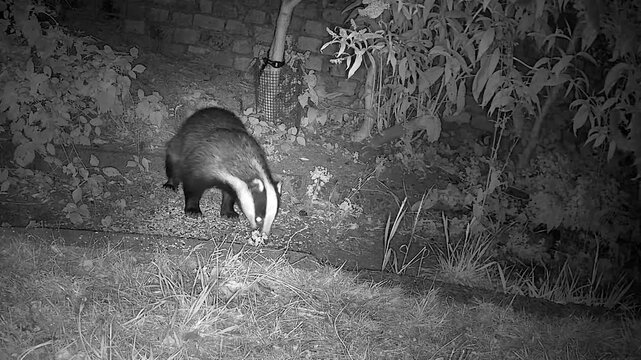 Wild European Badger Searching for Worms at Night