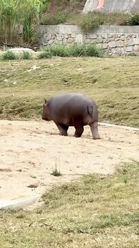 Hippopotamus walking on sand in zoo enclosure