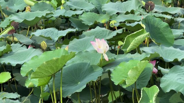 plants of indian lotus in a pond in monsoon. they grow so fast in pond in water. also known india's national flower"lotus"	
