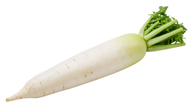 Long white daikon radish with green leafy tops, isolated on transparent background