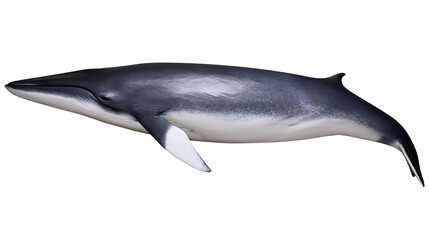 Sleek dark grey minke whale with white pectoral fins, isolated on transparent background © Giulia