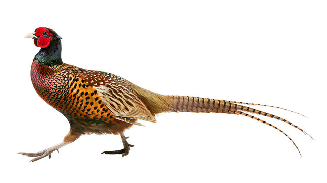 Male pheasant with long tail feathers walking, isolated on transparent background