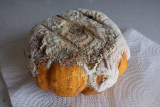 Pumpkin covered in white mold, showing food spoilage and natural decomposition process