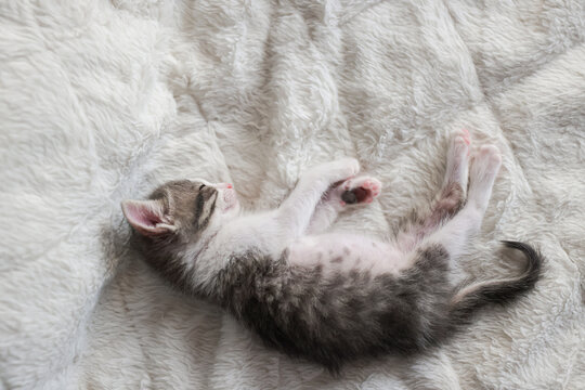 Cute tabby short hair kitten. kittens sleep on a bed . Top down view web banner. adorable cats. Postcard concept