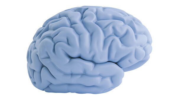 Pale blue human brain model with detailed gyri and sulci, isolated on transparent background