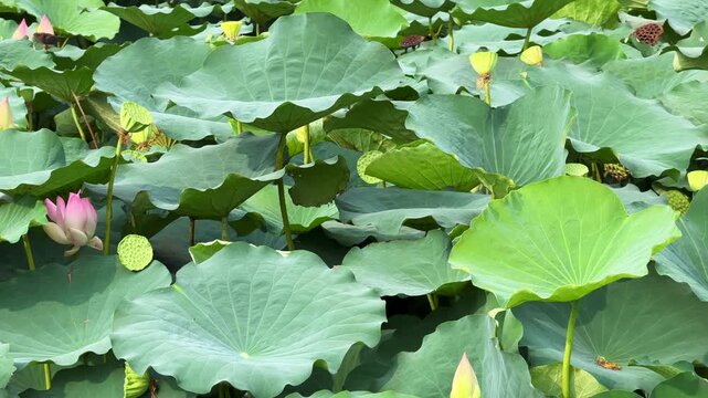 plants of indian lotus in a pond in monsoon. they grow so fast in pond in water. also known india's national flower"lotus"	
