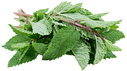 Fresh green mint leaves with water droplets, isolated on transparent background © Thomas