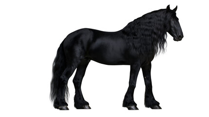 Majestic black Friesian horse with flowing mane and tail, isolated on transparent background © Thomas