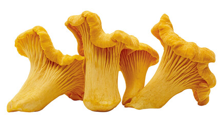 Golden chanterelle mushrooms with wavy caps and ribbed undersides, isolated on transparent background © Thomas