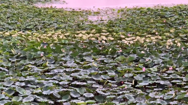plants of indian lotus in a pond in monsoon. they grow so fast in pond in water. also known india's national flower"lotus"	

