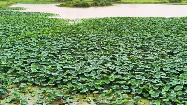 plants of indian lotus in a pond in monsoon. they grow so fast in pond in water. also known india's national flower"lotus"	
