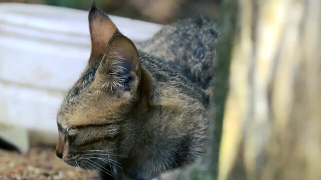 Grey tabby cat head profile close-up in dim blue light outdoor animal pet