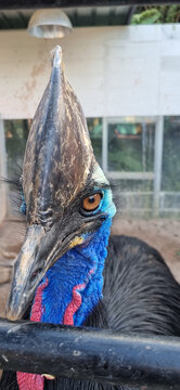 Detailed close-up portrait of a Southern Cassowary showing its unique casque, blue neck skin, red wattles, and orange eye. A professional shot of this large flightless bird within its enclosure.
