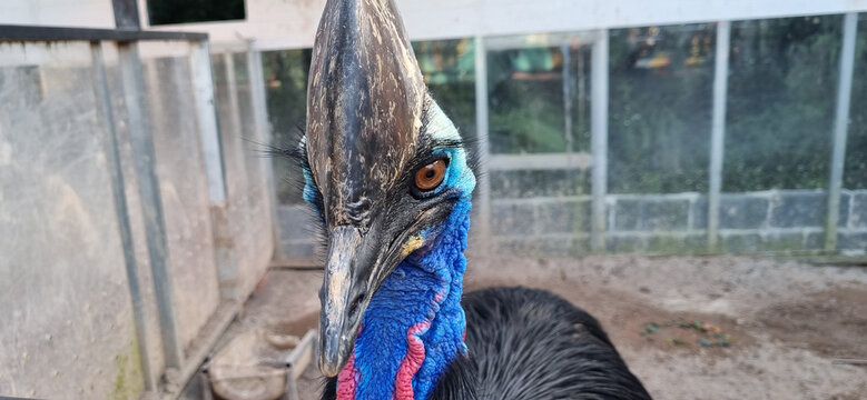 Close up portrait of a southern cassowary bird with vibrant blue skin and a distinctive brown casque. Detailed view of the exotic flightless bird eye and textured neck in a zoo enclosure setting.
