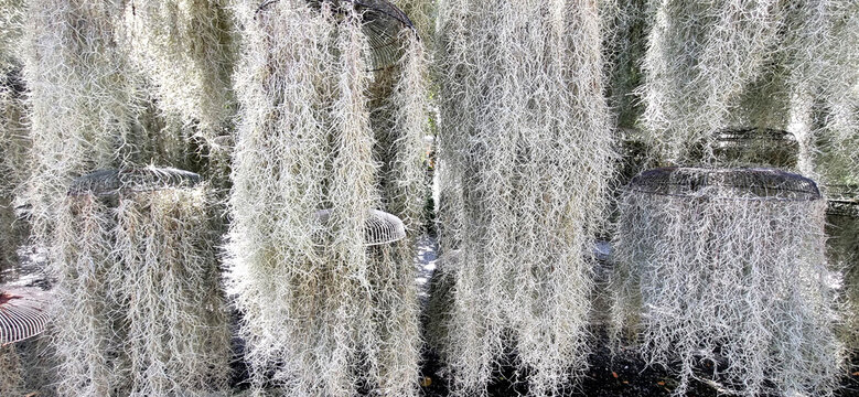 Beautiful Spanish moss curtains hanging from black metal wire frames. Silvery Tillandsia usneoides air plants create a dense natural texture. Ideal for botanical garden or nature-themed backgrounds.