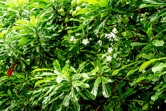Tropical Cerbera manghas tree with lush green foliage, white flowers, and green fruits. Glossy leaves feature raindrops in a dense jungle or garden setting. Professional botanical photography.