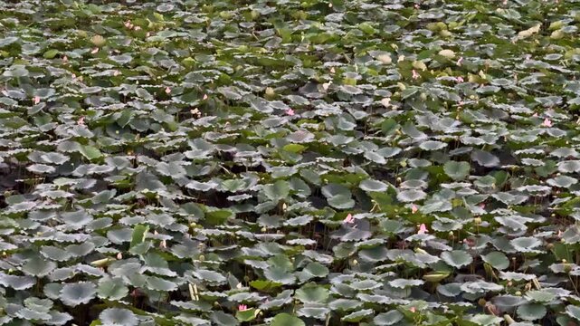 plants of indian lotus in a pond in monsoon. they grow so fast in pond in water. also known india's national flower"lotus"	
