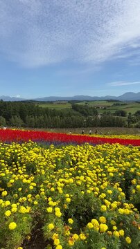 Panning across colorful flower fields in Biei, Hokkaido, Japan