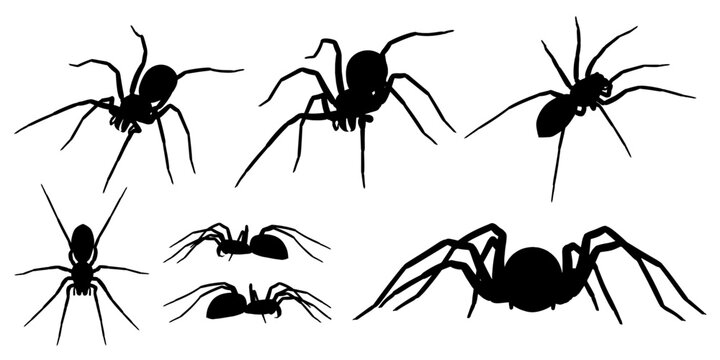 Pack of realistic vector spiders from various perspectives.