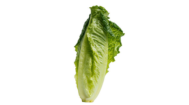 Fresh green romaine lettuce head crisp leaves, isolated on transparent background