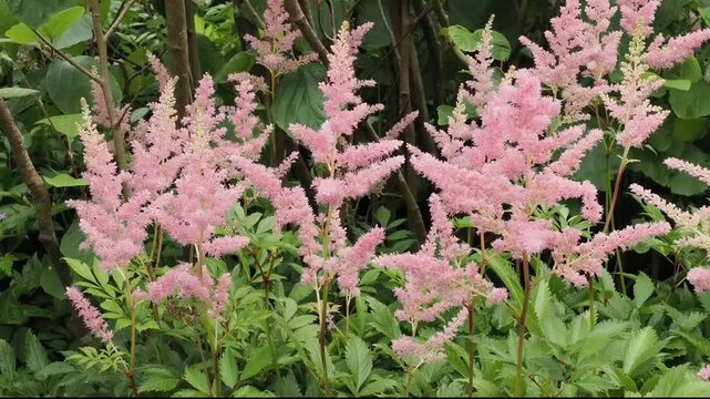 Astilbe simplicifolia 'Willie Buchan' a summer flowering dwarf plant with a pink summertime flower commonly known as false goat's beard or false spirea, gardening stock video footage clip