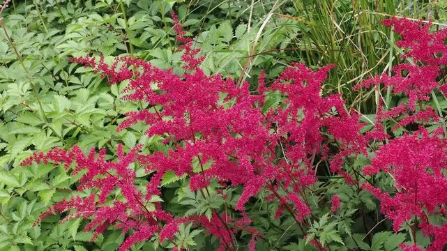 Astilbe 'Rotlicht' (x aredsii) a summer flowering plant with a red summertime flower commonly known as false goat's beard or false spirea, gardening stock video footage clip