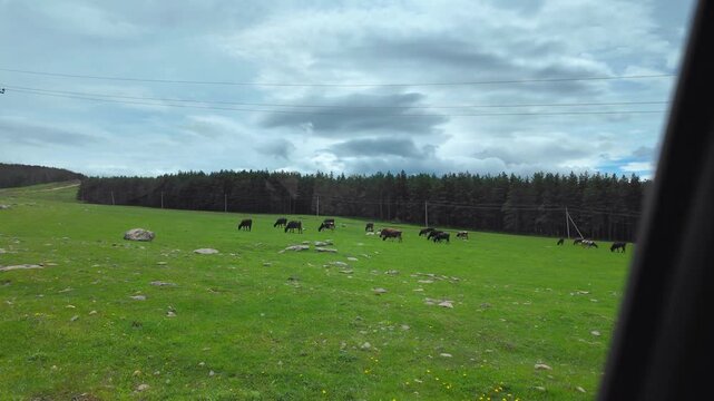 View from a car window of a rural landscape with a herd of cows peacefully grazing on a lush green field next to a forest under a cloudy sky, showcasing a serene country life scene