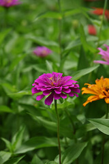 Obraz premium ピンク色のジニアの花