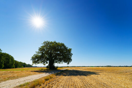 Heatwave and scorching sun in the Haute Vall&eacute;e de Chevreuse Regional Natural Park. Le Perray-en-Yvelines 