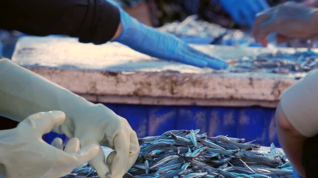 Hands sorting fresh anchovies in a fish market with blue tubs and a crowded work table. Manual selection.