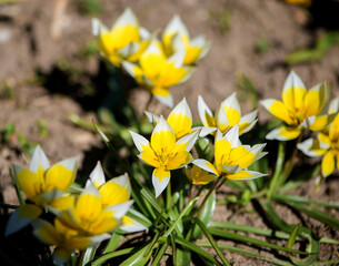 Obraz premium Close Up Of Blooming Botanical Tulips In Bright Spring Garden