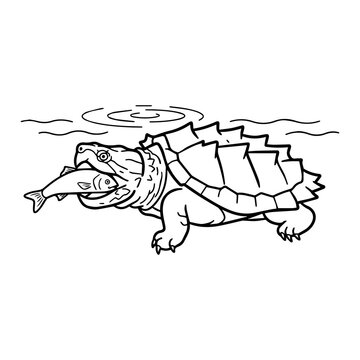 Alligator snapping turtle catching fish in water coloring page illustration