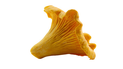 Golden chanterelle mushroom with wavy gills, isolated on transparent background © PNGera