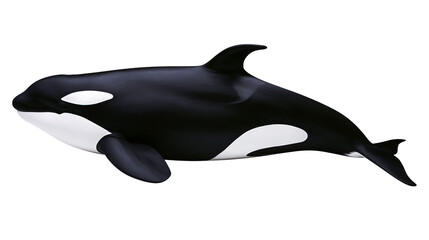 Sleek black and white orca whale, isolated on transparent background © PNGera